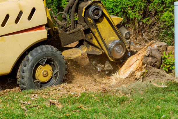 Best Affordable Tree Service  in USA